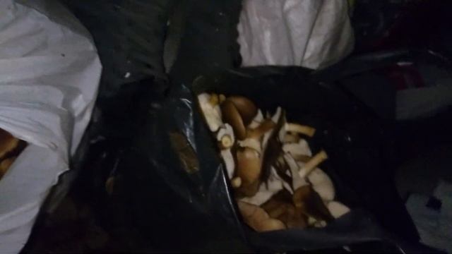 Гриби гливи, збір врожаю восени. смотреть онлайн