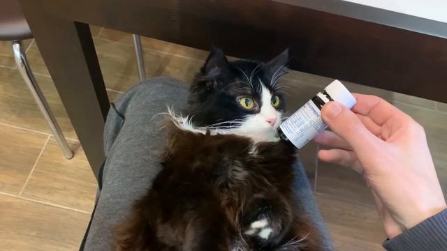 Средство, которое очень помогло моей кошке сразу успокоиться от весеннего желания получить кота смотреть онлайн