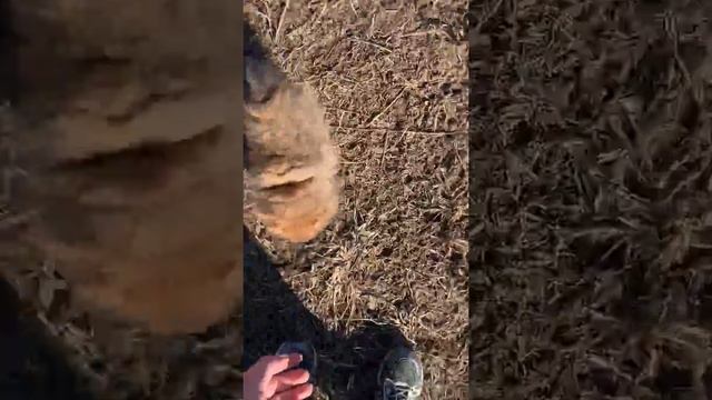 микро померанский шпиц смотреть онлайн