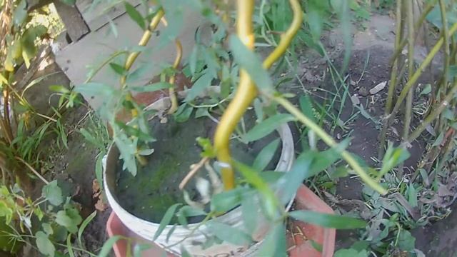 Ивовое дерево. смотреть онлайн