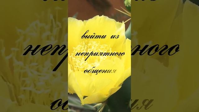 Настрой на день. Аффирмация. Личные границы. Ты имеешь право. #посланиедня смотреть онлайн