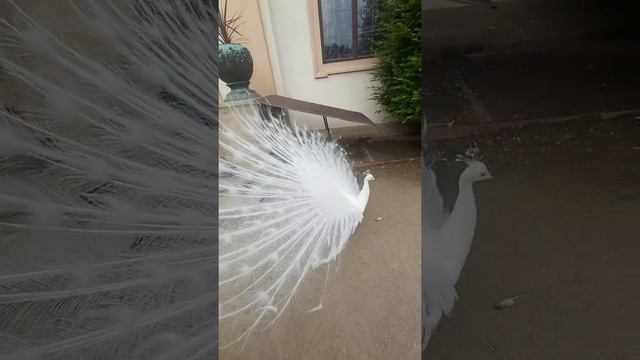 Павлин Альбинос Прага Senat Сенат смотреть онлайн