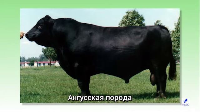 История и современность разведения мясного скота в Японии смотреть онлайн