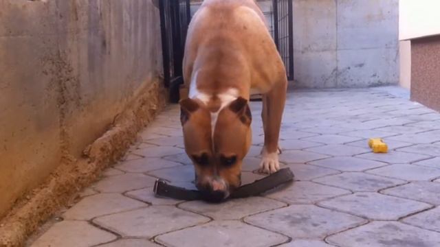 Питбули|самые прекрасные собаки|Питбуль Buna