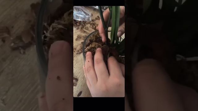 Обзор коры для орхидей 10-30 и 20-40 мм от Елены Гринь смотреть онлайн