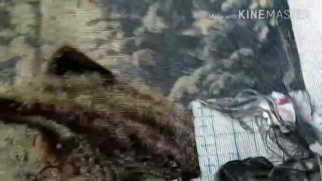 Отчет за август в СП"Больше,чем просто большая"с работой волки"Вечная любовь"по схеме Химеры смотреть онлайн