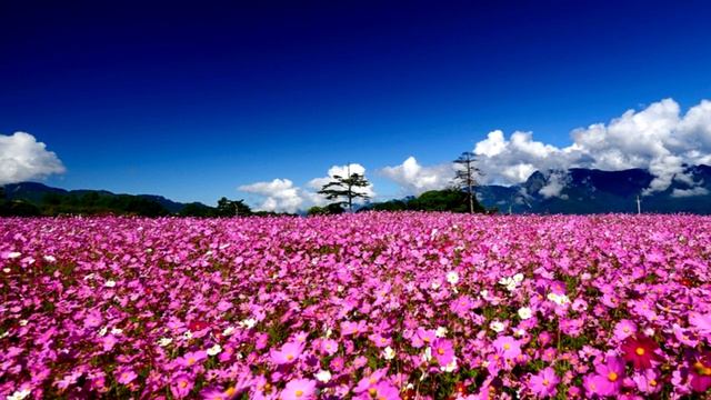 Нежная, красивая мелодия для души !!! (Сергей Грищук) смотреть онлайн