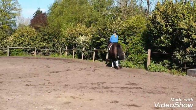 Edelmann's Nahla de Luxe v. Noir de Luxe смотреть онлайн