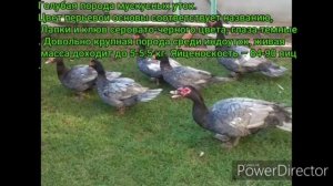 Окрасы Мускусных уток(Индоуток) ///Породы //Индоутки///)(