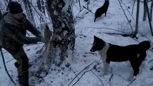 Куница в дупле.Начало извлечения. смотреть онлайн
