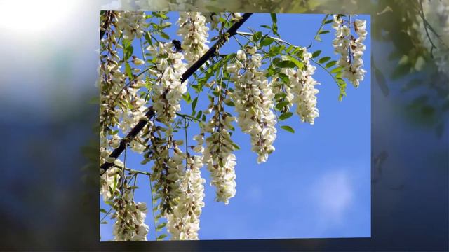 АКАЦИИ смотреть онлайн