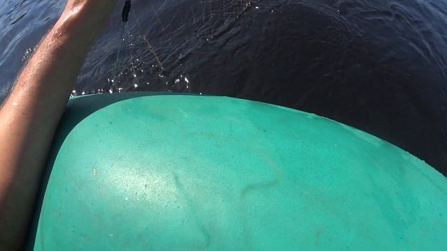 Пресноводная озерная Карельская треска. смотреть онлайн