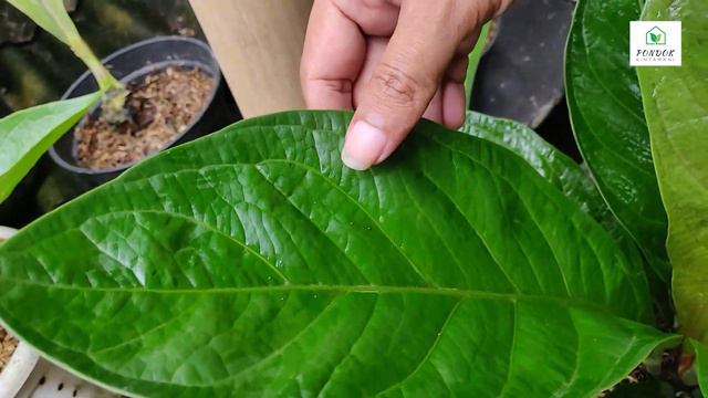 ANTHURIUM JAGUAR || REVIEW TANAMAN, PERAWATAN DAN PENGEMBANGBIAKKAN || смотреть онлайн