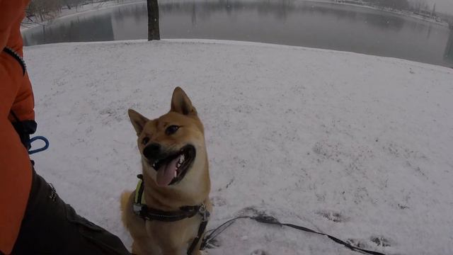 Nikko - Shiba Inu miluje sneh / Wintertime :) смотреть онлайн