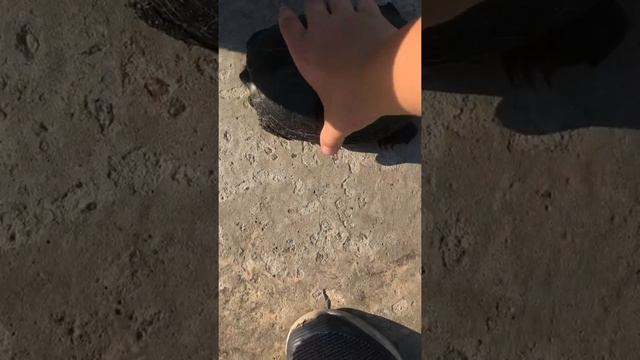 #Я нашел черепашку которая была у нас на даче￼￼☺️ смотреть онлайн