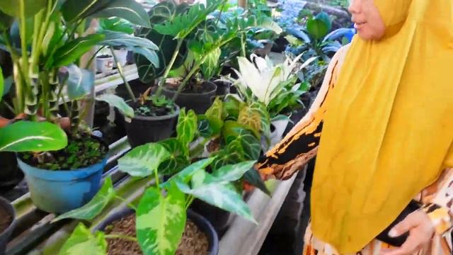 Menawarkan Banyak Stok Tanaman Cantik Glowing Menor Mumer смотреть онлайн
