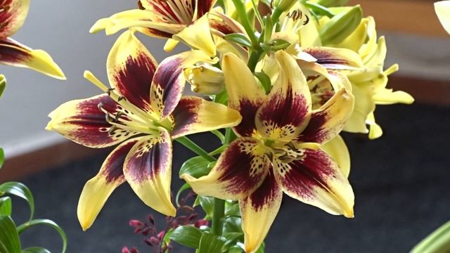 Lilium X Hybridum 'Pieton'