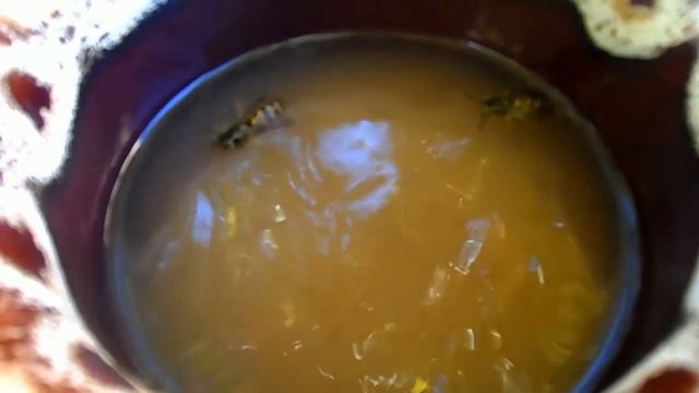 ВЕСЕЛЫЕ ПЧЕЛКИ плавают в яблочном соке bees swim in apple juice смотреть онлайн