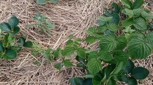 Черная малина КУМБЕРЛЕНД// Размножение малины