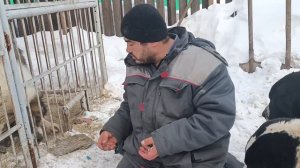 приручение агрессивного алабай, очень злой Алабай!!!