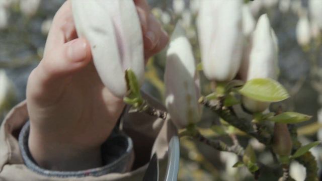 Royal Botanical Garden, Kew – Authentication Process | Herbal Essences смотреть онлайн