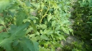 Мегафол против кальциевой селитры при стрессе на томате. Гербицид попал на томаты.