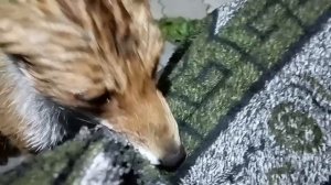 Лиса и кот