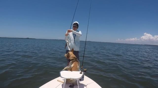 Pro-Cure Fish Scent Challenge. Are Your Results Like This? смотреть онлайн