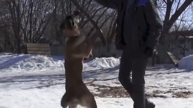 Vyatkins' I'Win -  6 Months Old