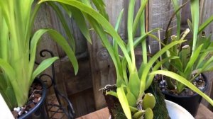 Онцидиумная группа орхидей( Oncidium ) посадка, уход