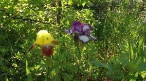 Ромашки на даче!