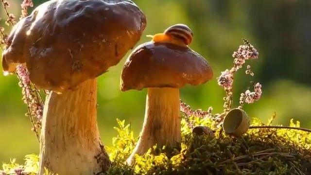 От улитки станет всем светлей.. Красивая подборка этих неторопливых и обаятельных моллюсков. смотреть онлайн