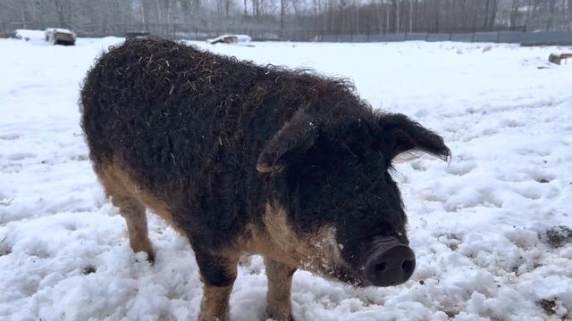 Венгерская мангалица в Свердловской области, подготовка ко 2-му сезону смотреть онлайн