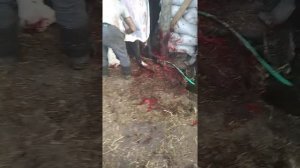 Закупами разделка быка. Слабонервным не смотреть и детям!!!! 18+