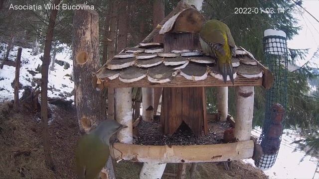 Седой зелёный дятел. Самец и самочка смотреть онлайн