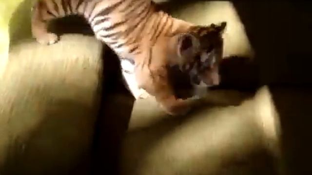 Тигренок в доме смотреть онлайн