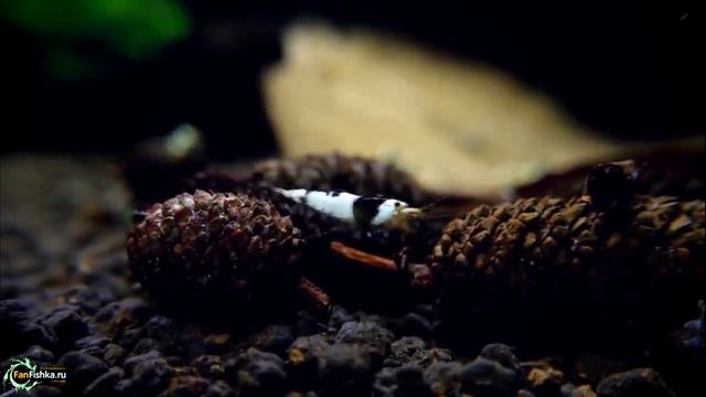 Аквариумные креветки ТОП + дельные советы по содержанию смотреть онлайн