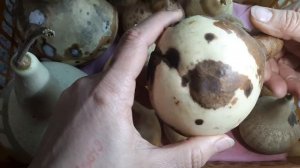 Лагенария. Как просушить для поделок и для получения своих семян.