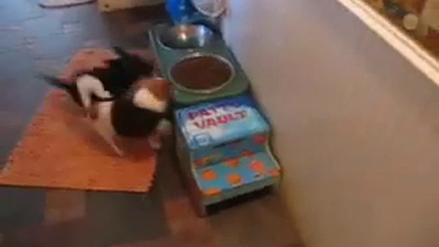 Scottish Terrier - Wheaten Vs. Black Scotties - She's TOUGH! смотреть онлайн