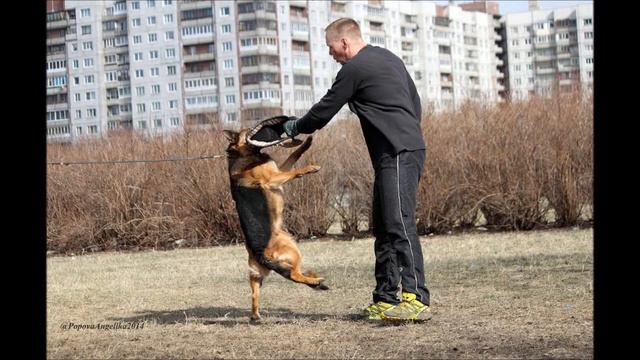 Немецкая овчарка 3 е занятие по защите смотреть онлайн
