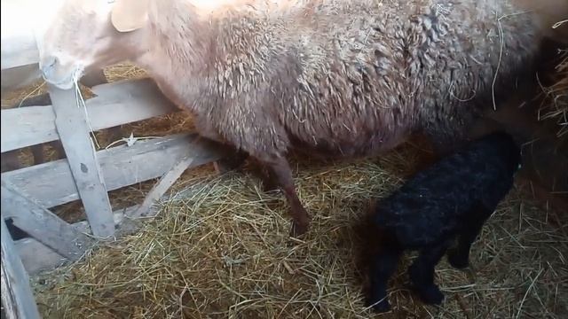Овца не принимает ягненка. Что делать? Как подсунуть овцам чужих ягнят. Мясное овцеводство. смотреть онлайн