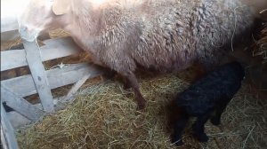 Овца не принимает ягненка. Что делать? Как подсунуть овцам чужих ягнят. Мясное овцеводство.