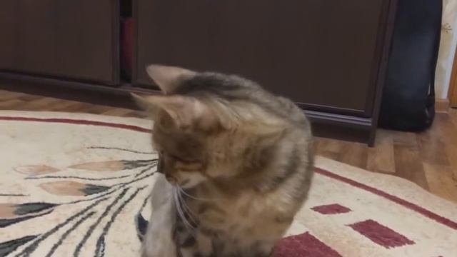 Кот + скотч смотреть онлайн