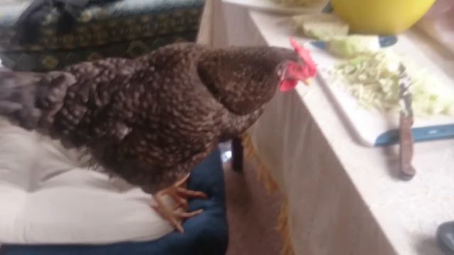 Цыпа курица ворует капусту со стола. смотреть онлайн