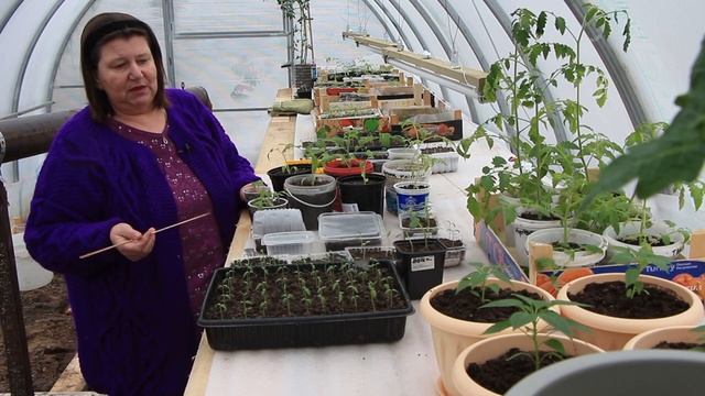 Вытянулась рассада? Ищем причину вместе смотреть онлайн