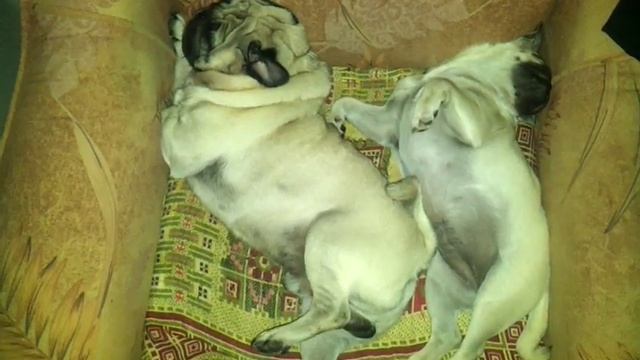 Мопс храпит и дергается=))) смотреть онлайн