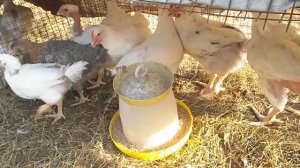 Самая тяжелая порода кур Промышленный Корниш