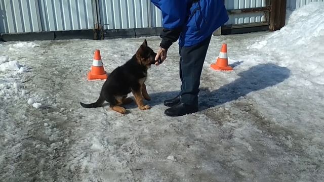 Обучение собак Начальный этап Часть 2 смотреть онлайн