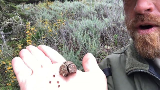 Point Lobos #botanyblast Tree Talk Moment: Identifying the Monterey Cypress Tree смотреть онлайн