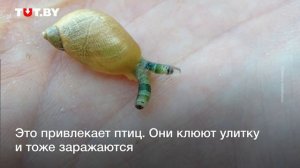 Жуткий паразит превращает улиток в зомби
